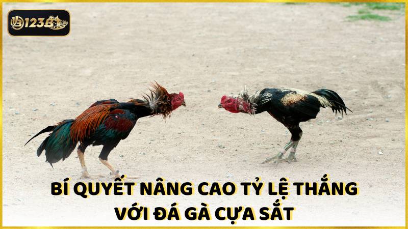 Bi Quyet Nang Cao Ty Le Thang Voi Da Ga Cua Sat