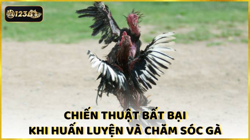 Chien Thuat Bat Bai Khi Huan Luyen Va Cham Soc Ga