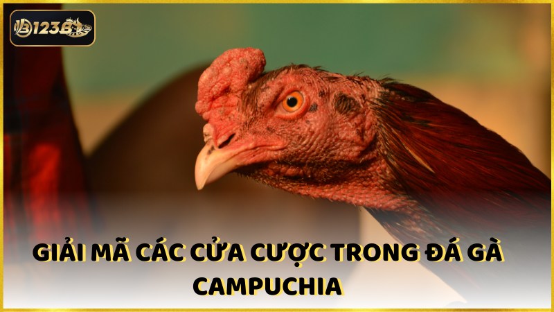 Giai Ma Cac Cua Cuoc Trong Da Ga Campuchia