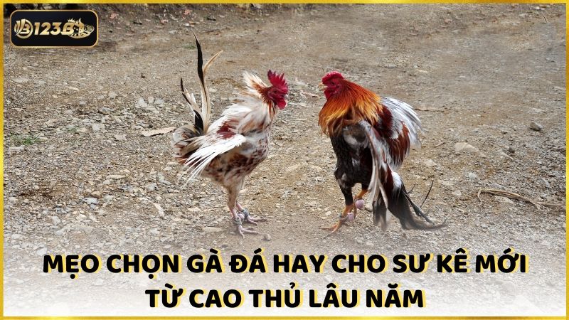 Meo Chon Ga Da Hay Cho Su Ke Moi Tu Cao Thu Lau Nam