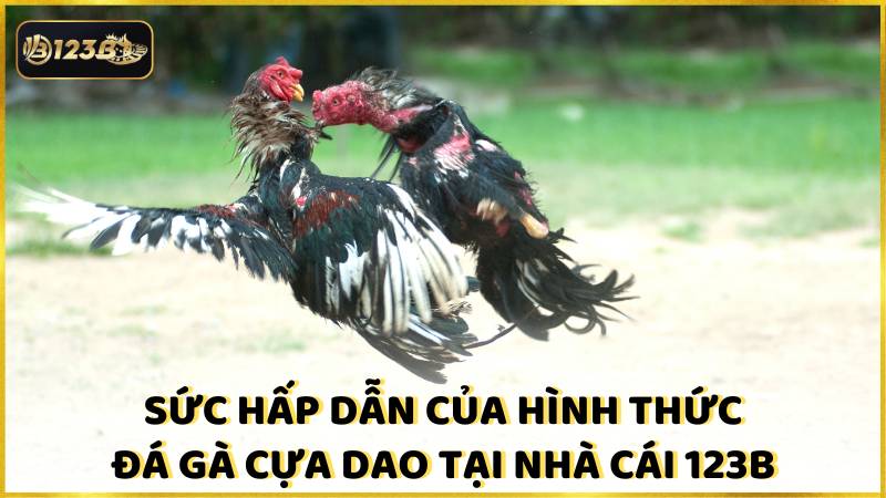 Suc Hap Dan Cua Hinh Thuc Da Ga Cua Dao Tai Nha Cai 123b