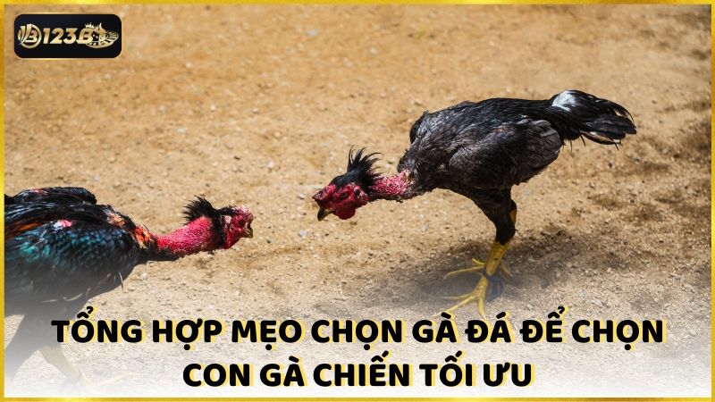 Tong Hop Meo Chon Ga Da De Chon Con Ga Chien Toi Uu