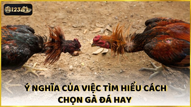 Y Nghia Cua Viec Tim Hieu Cach Chon Ga Da Hay